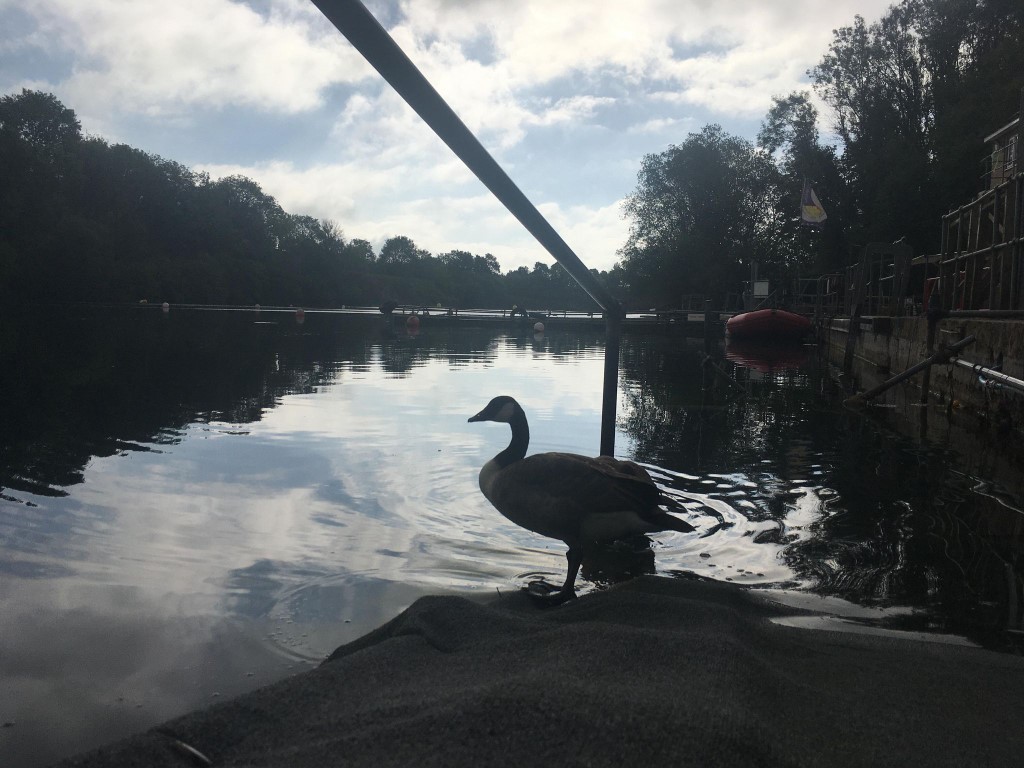 Photograph of a goose inhabiting the access ramp